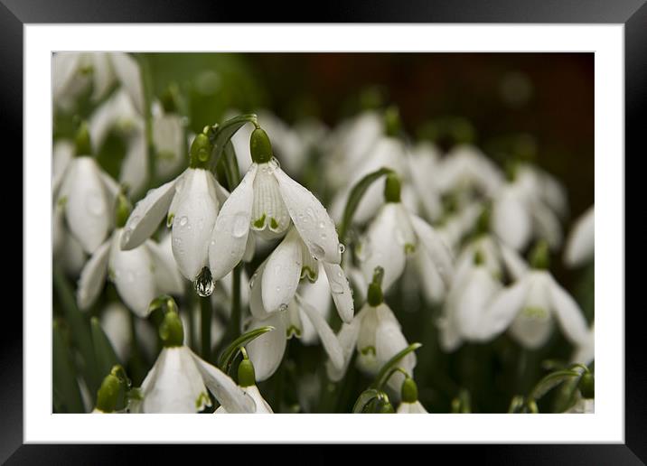 Raindrops on Snowdrops Framed Mounted Print by Paul Macro