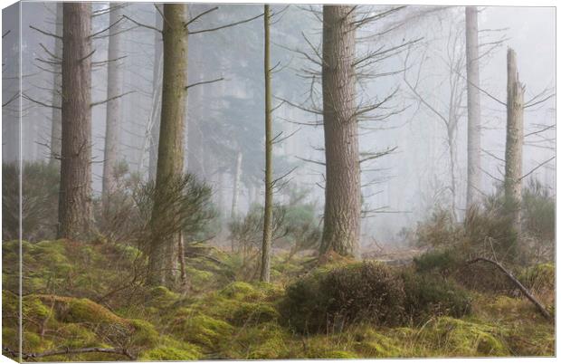 Misty trees, Inverness Canvas Print by Tony Higginson