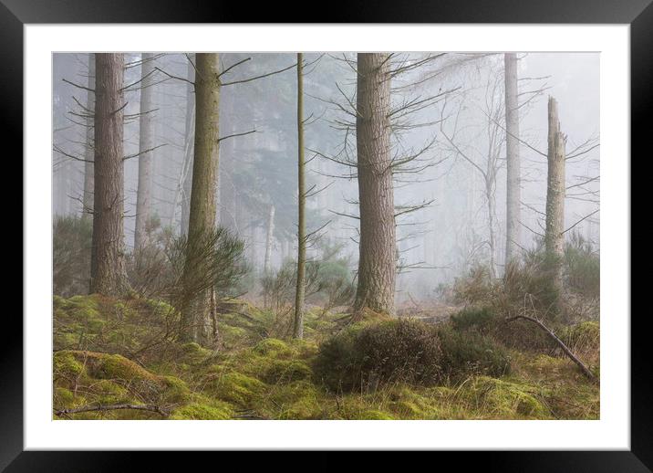Misty trees, Inverness Framed Mounted Print by Tony Higginson