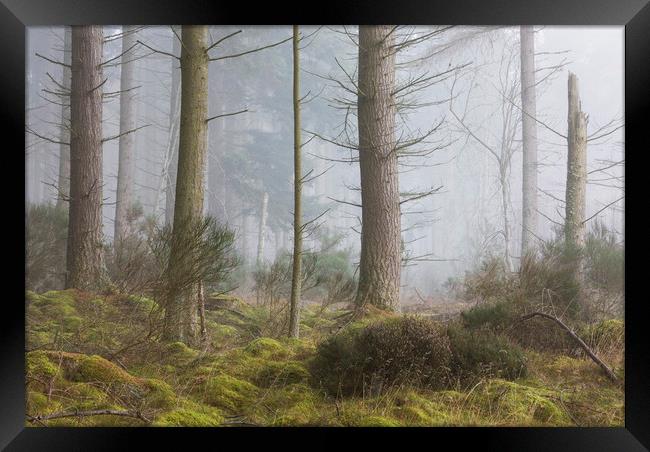 Misty trees, Inverness Framed Print by Tony Higginson