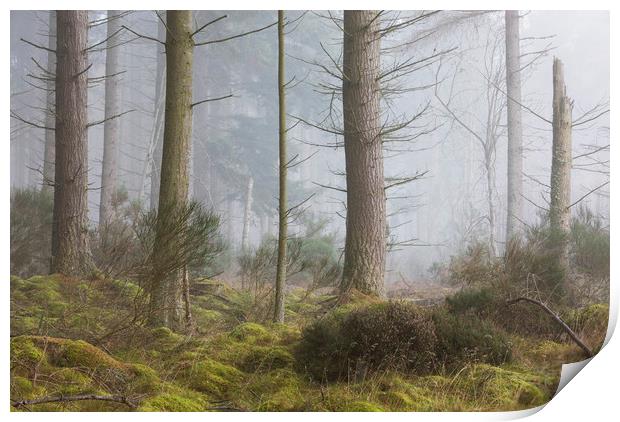 Misty trees, Inverness Print by Tony Higginson