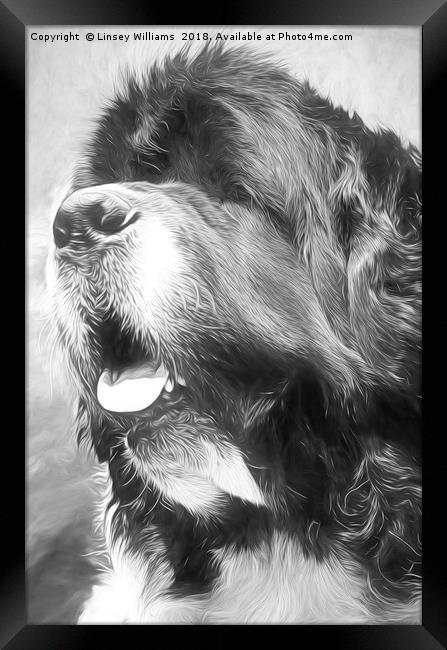 Newfoundland Dog Framed Print by Linsey Williams