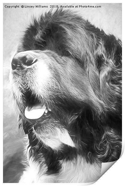 Newfoundland Dog Print by Linsey Williams