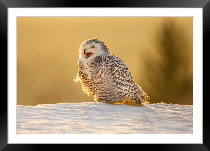 Snowy Owl Framed Mounted Print by David Hare