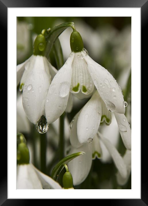 Raindrops on Snowdrops close up Framed Mounted Print by Paul Macro