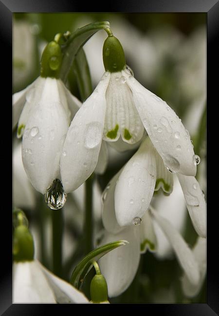 Raindrops on Snowdrops close up Framed Print by Paul Macro