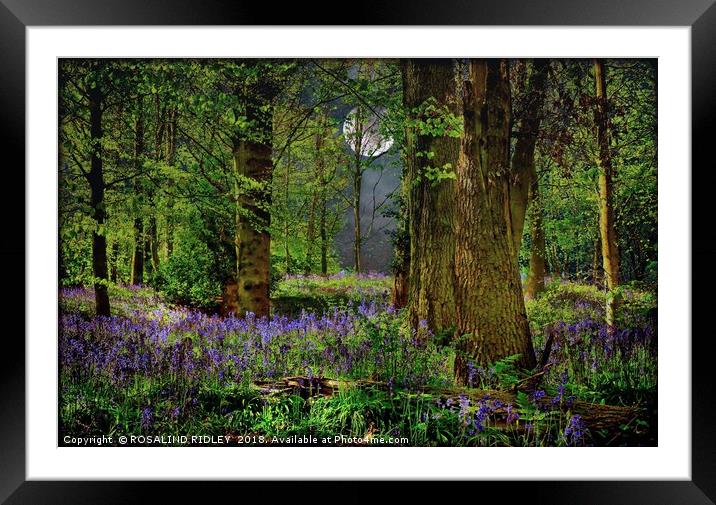 "Moonlit Bluebell woods" Framed Mounted Print by ROS RIDLEY