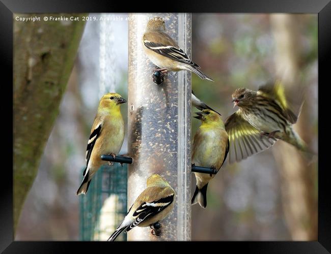 Goldfinches at the Feeder Framed Print by Frankie Cat