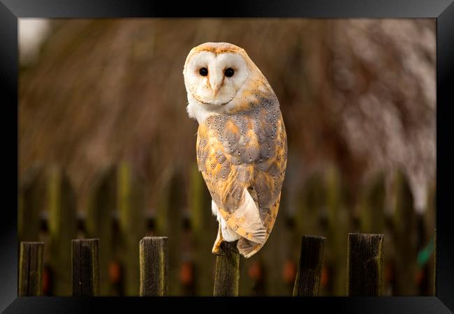 Barn Owl Framed Print by David Hare