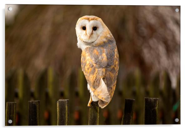 Barn Owl Acrylic by David Hare