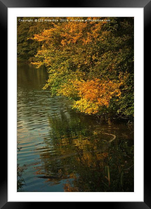 Autumn Reflections Framed Mounted Print by LIZ Alderdice