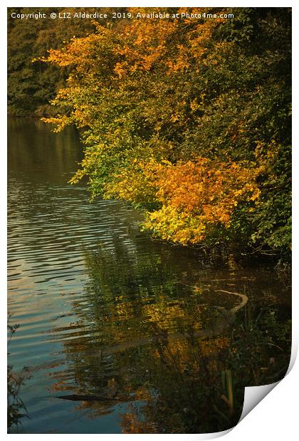 Autumn Reflections Print by LIZ Alderdice