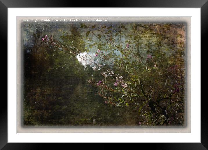 Willow Herb Seeds   Framed Mounted Print by LIZ Alderdice