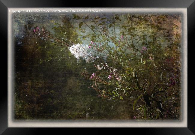 Willow Herb Seeds   Framed Print by LIZ Alderdice