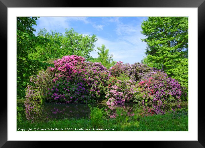 Amazing Rhododendron Framed Mounted Print by Gisela Scheffbuch