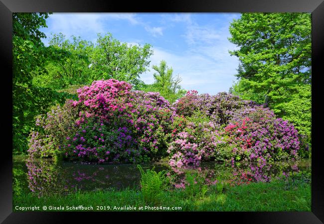 Amazing Rhododendron Framed Print by Gisela Scheffbuch