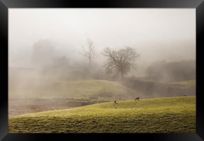Lakeland sheep in the mist Framed Print by Tony Higginson