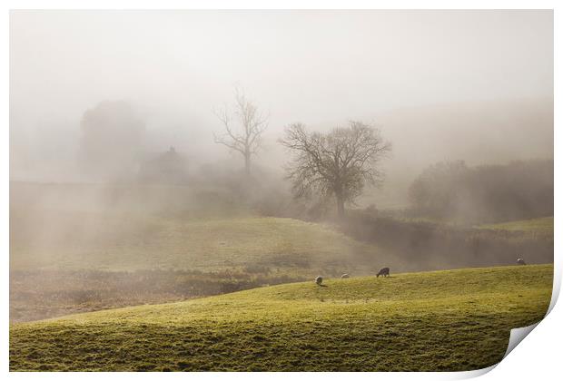 Lakeland sheep in the mist Print by Tony Higginson