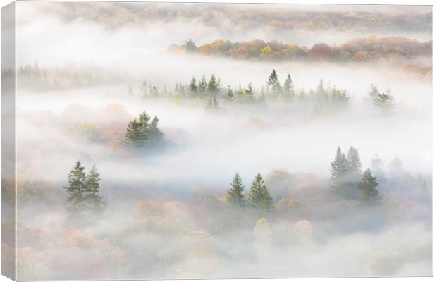 Misty Trees by Windermere Canvas Print by Tony Higginson