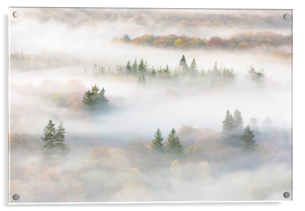 Misty Trees by Windermere Acrylic by Tony Higginson