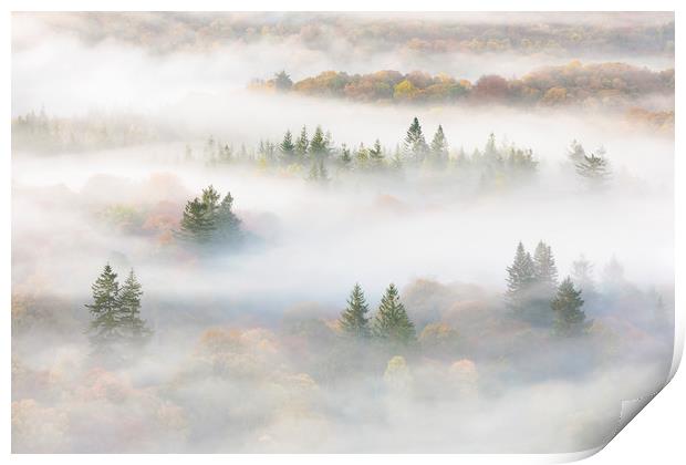 Misty Trees by Windermere Print by Tony Higginson