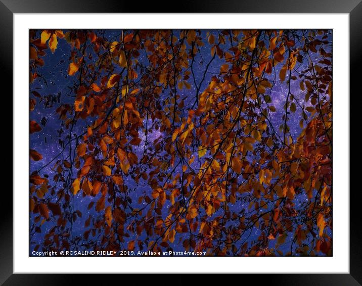 "Trailing Beech against the stars" Framed Mounted Print by ROS RIDLEY