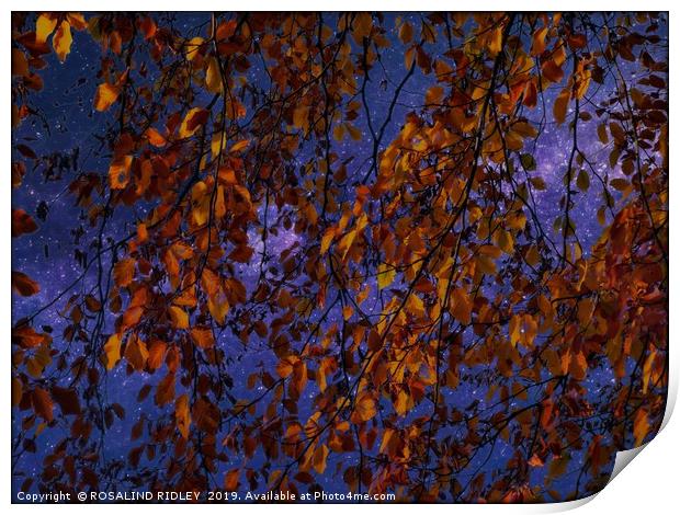 "Trailing Beech against the stars" Print by ROS RIDLEY