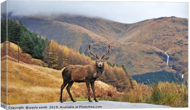 Monarch of the Glen Canvas Print by paula smith