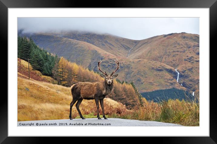 Monarch of the Glen Framed Mounted Print by paula smith