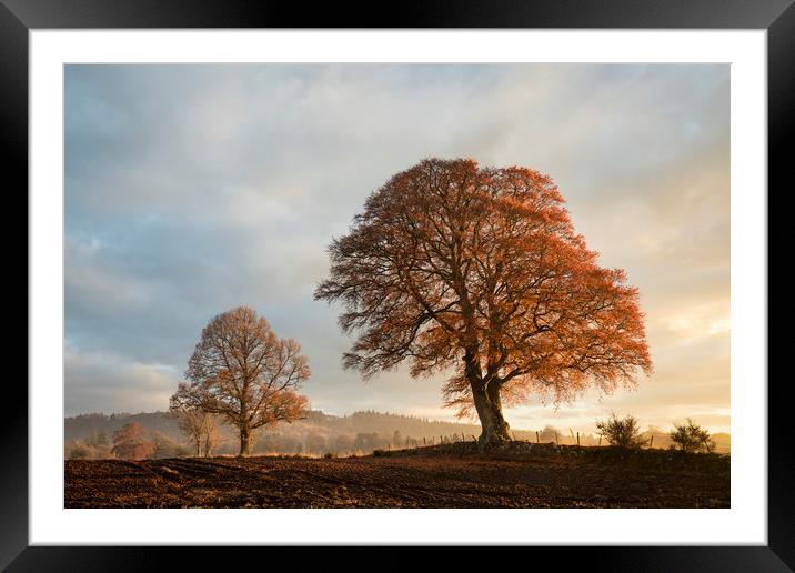 Autumnal trees, Scotland Framed Mounted Print by Tony Higginson