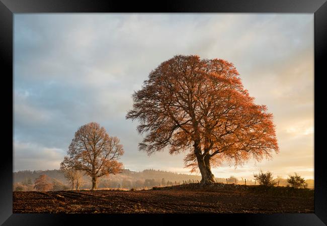 Autumnal trees, Scotland Framed Print by Tony Higginson
