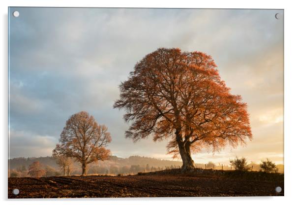 Autumnal trees, Scotland Acrylic by Tony Higginson