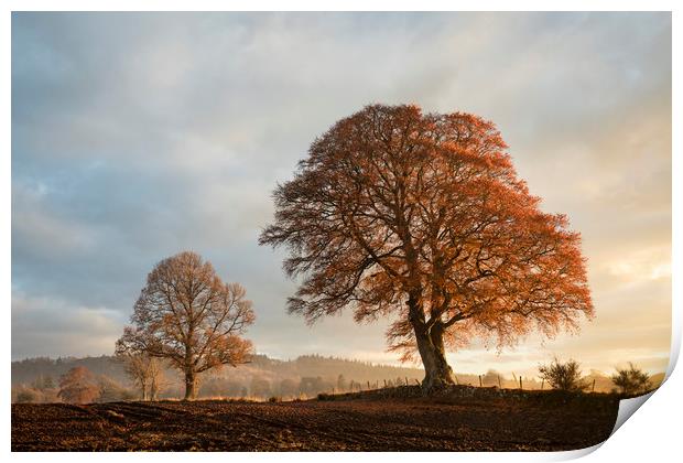 Autumnal trees, Scotland Print by Tony Higginson