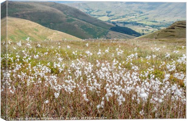 Cotton Grass Canvas Print by Martyn Williams