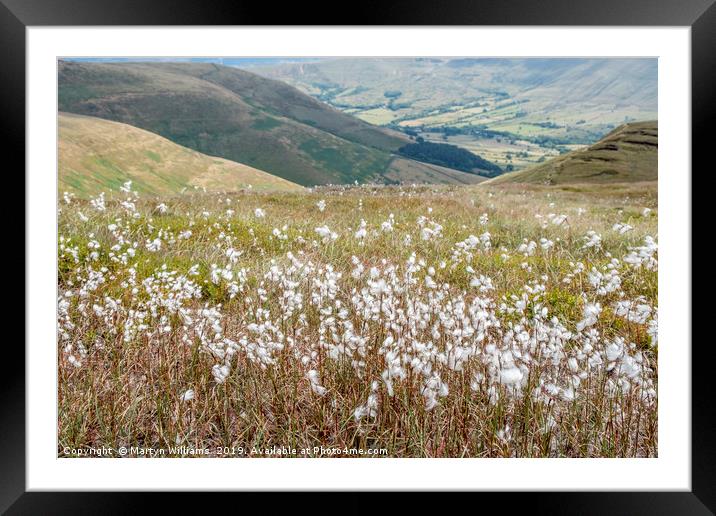 Cotton Grass Framed Mounted Print by Martyn Williams