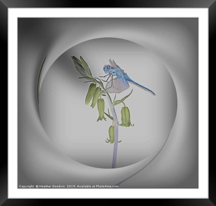 Dragonfly Framed Mounted Print by Heather Goodwin