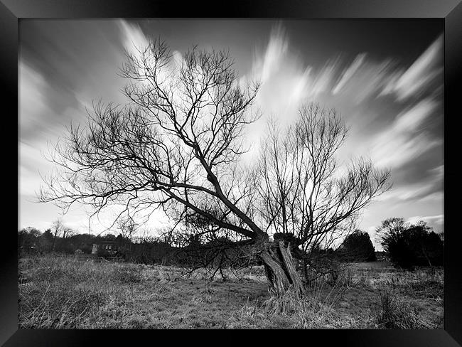 Willow Tree Framed Print by Tony Bates