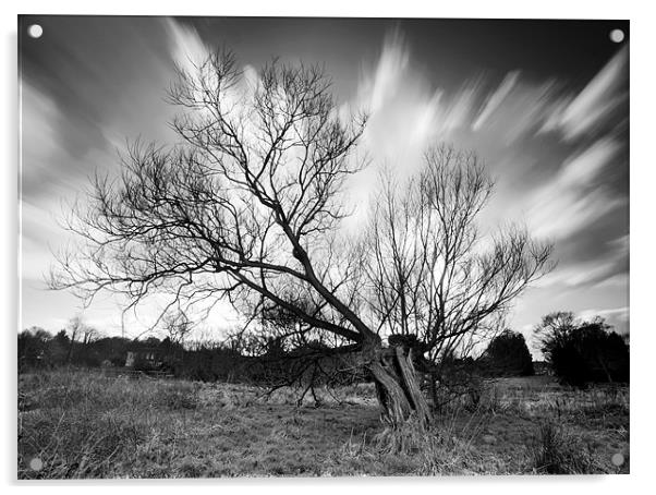 Willow Tree Acrylic by Tony Bates
