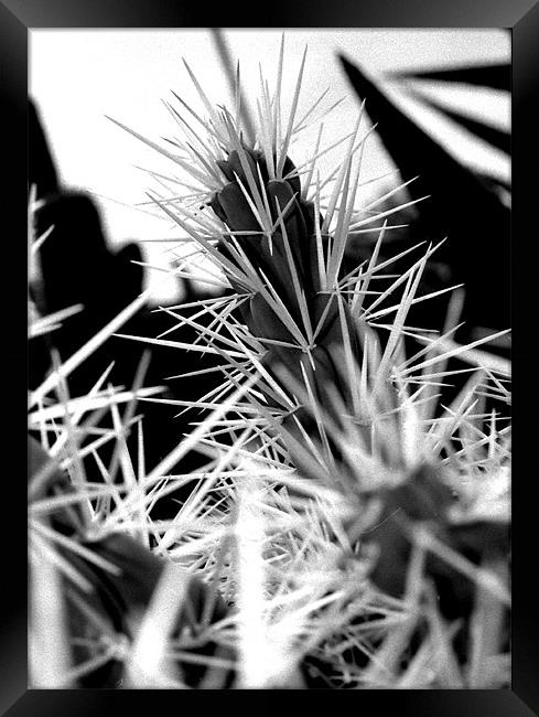 Spikey Cactus Framed Print by Jonathan Pankhurst