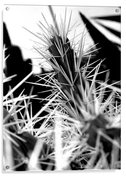 Spikey Cactus Acrylic by Jonathan Pankhurst
