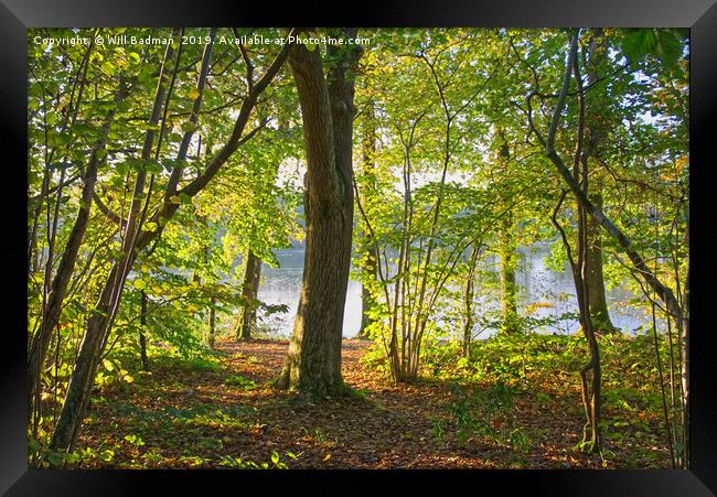 Autumn woodland at Chard Reservoir Somerset uk Framed Print by Will Badman