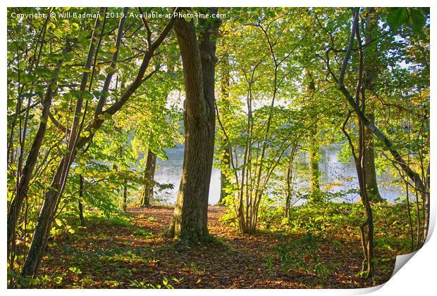 Autumn woodland at Chard Reservoir Somerset uk Print by Will Badman