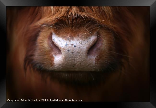 Majestic Highland Cow Staring into Your Soul Framed Print by Les McLuckie