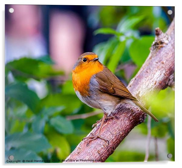 Delicate Robin perched peacefully Acrylic by Heidi Hennessey