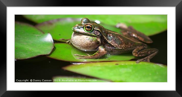 Kermit Framed Mounted Print by Danny Cannon
