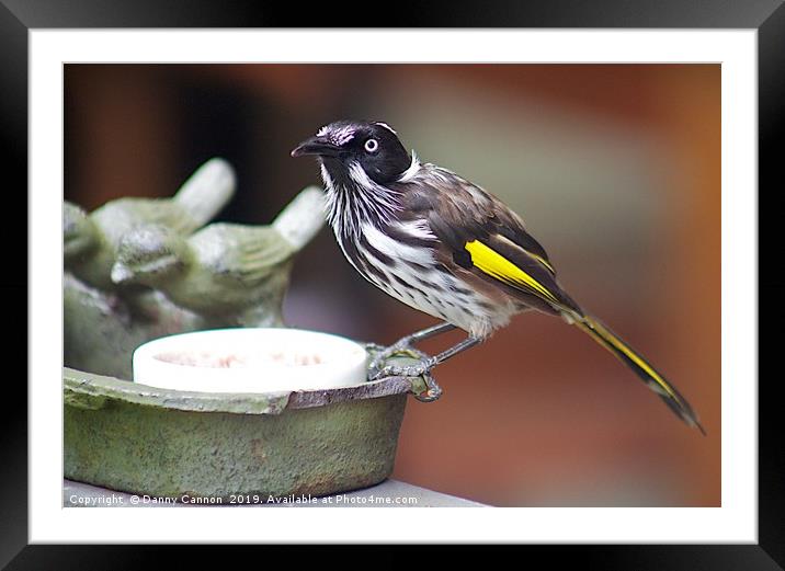 Honey Eater Framed Mounted Print by Danny Cannon