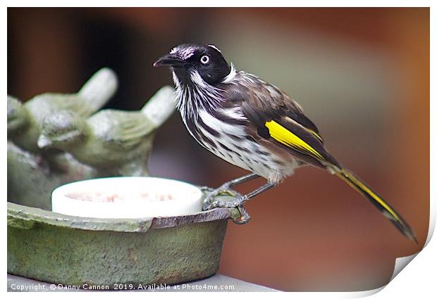 Honey Eater Print by Danny Cannon