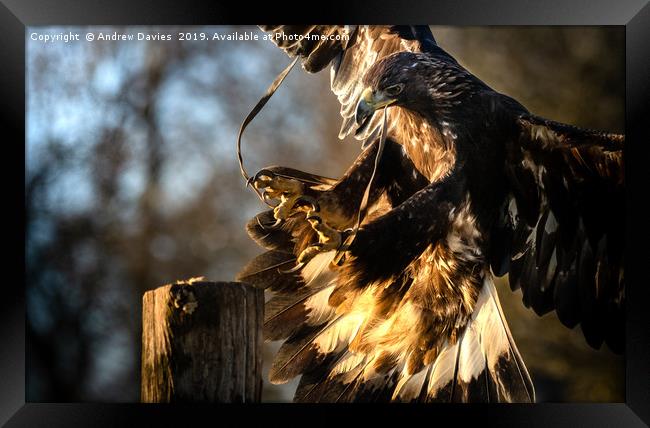 Golden Eagle Framed Print by Drew Davies