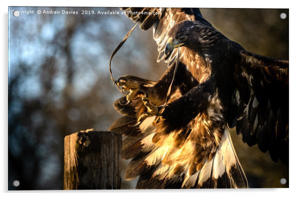 Golden Eagle Acrylic by Drew Davies