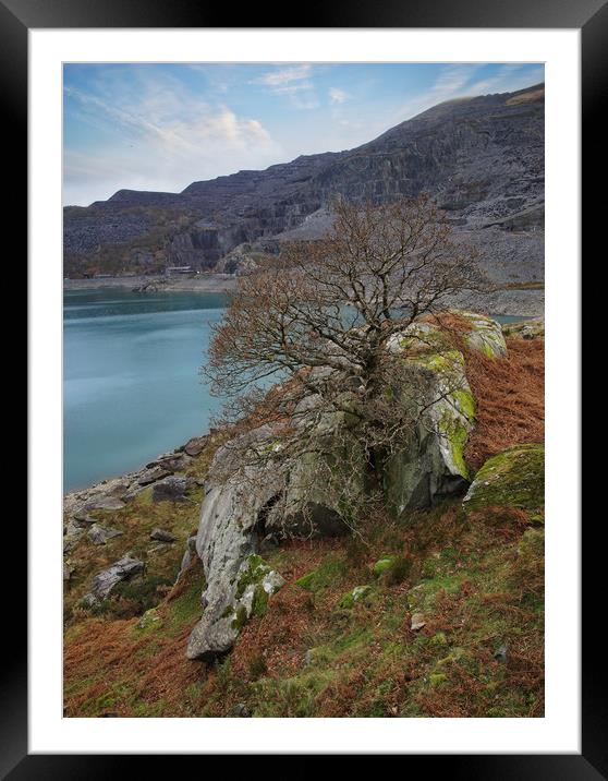 Lone tree Framed Mounted Print by JC studios LRPS ARPS